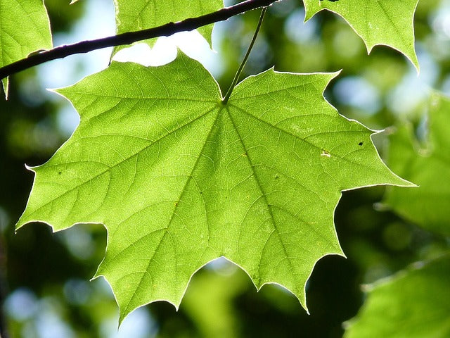 Sugar Maple