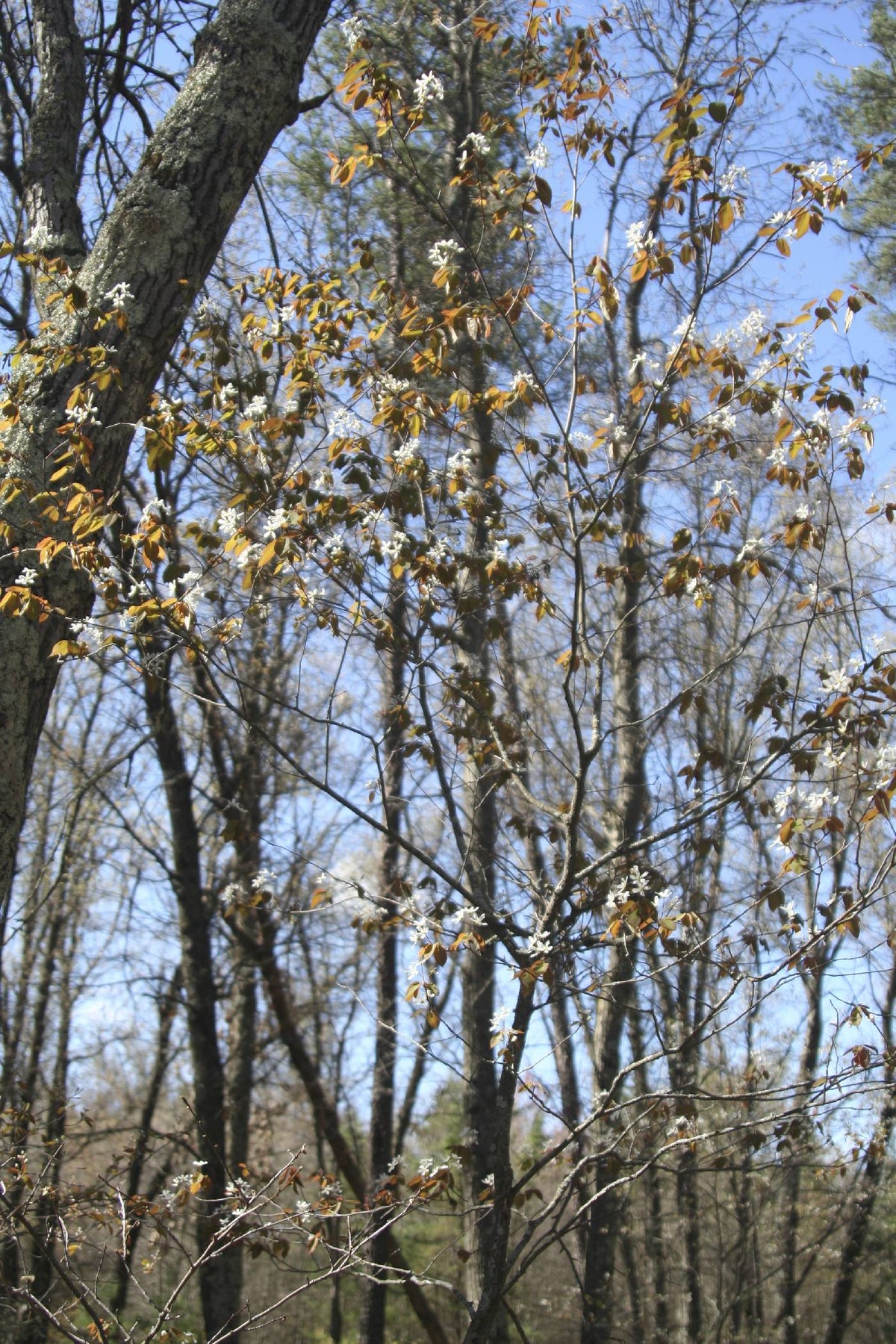 Allegheny Serviceberry