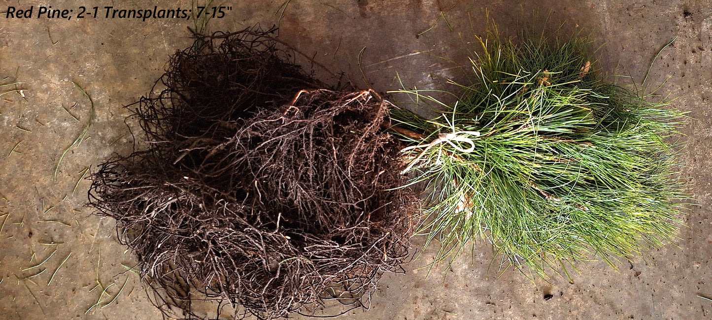 Red Pine