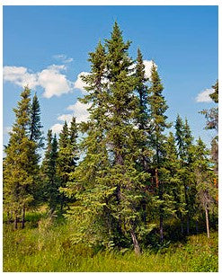 Black Spruce