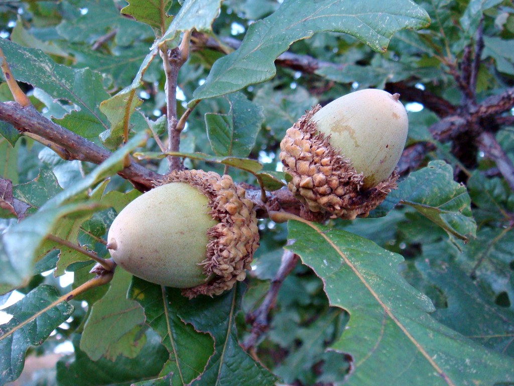Bur Oak