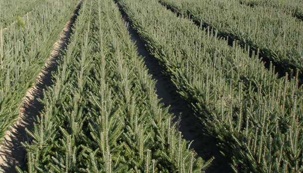 Wheeler's Laura's Lane Nursery