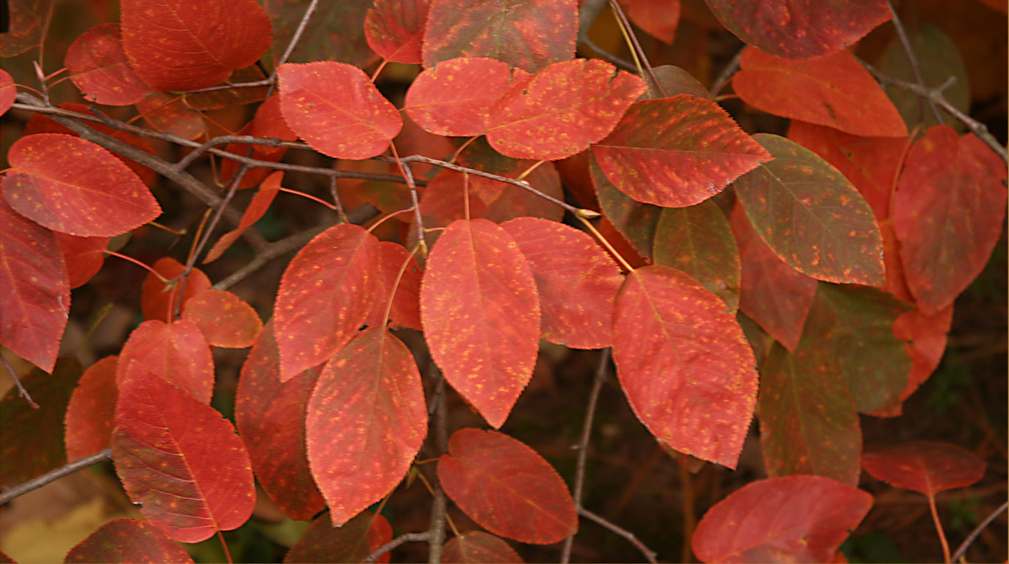 Downy Serviceberry