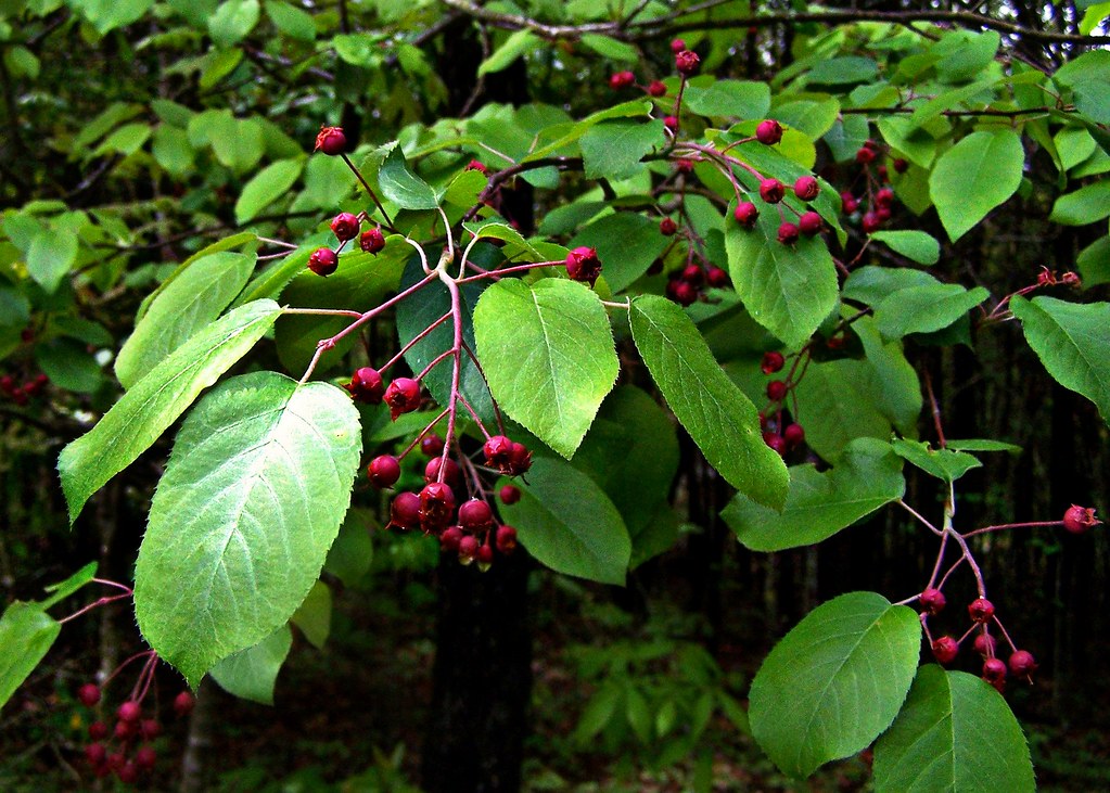 Downy Serviceberry