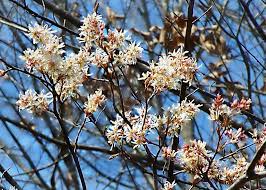Downy Serviceberry