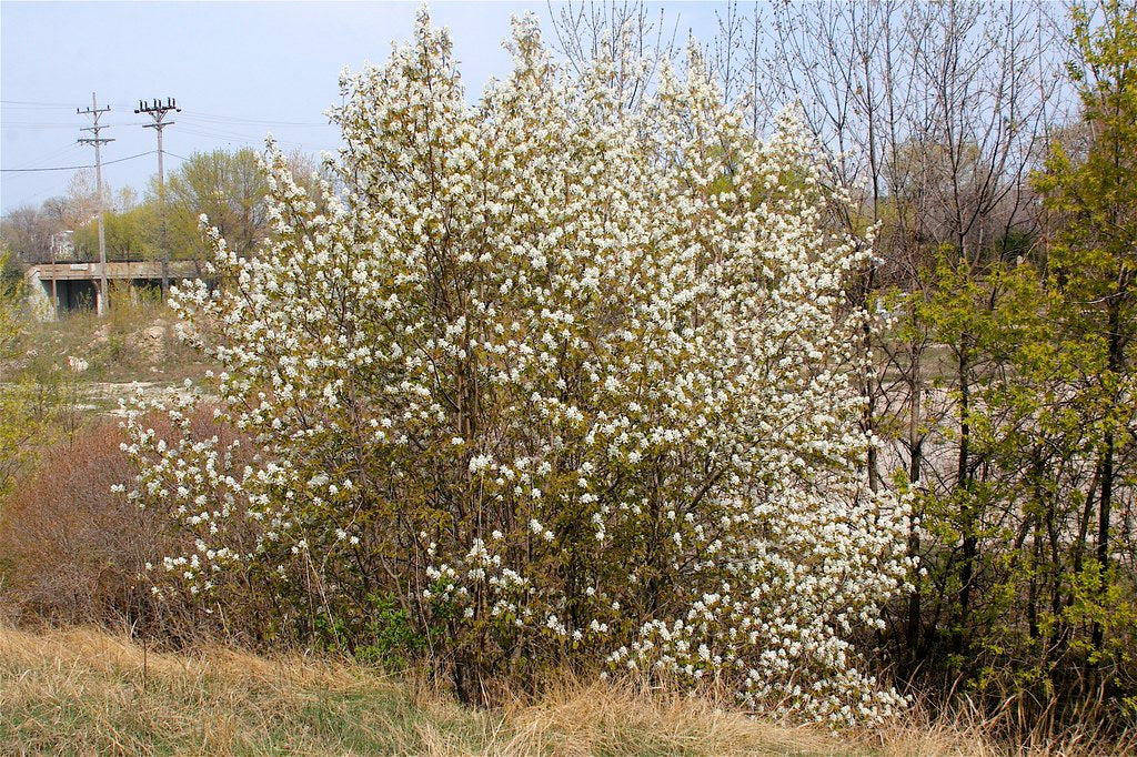 Downy Serviceberry