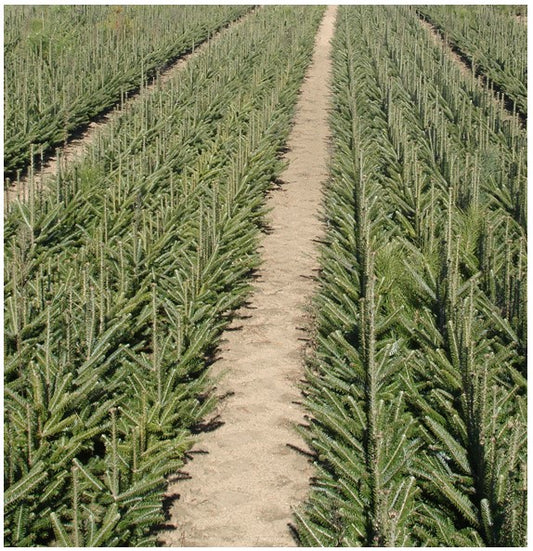 Fraser Fir
