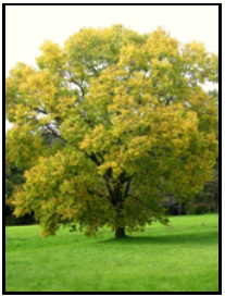 Hackberry