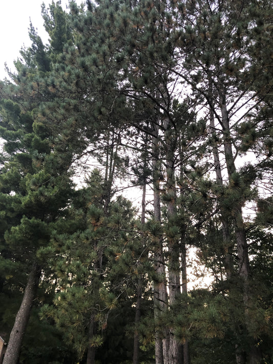 Red Pine