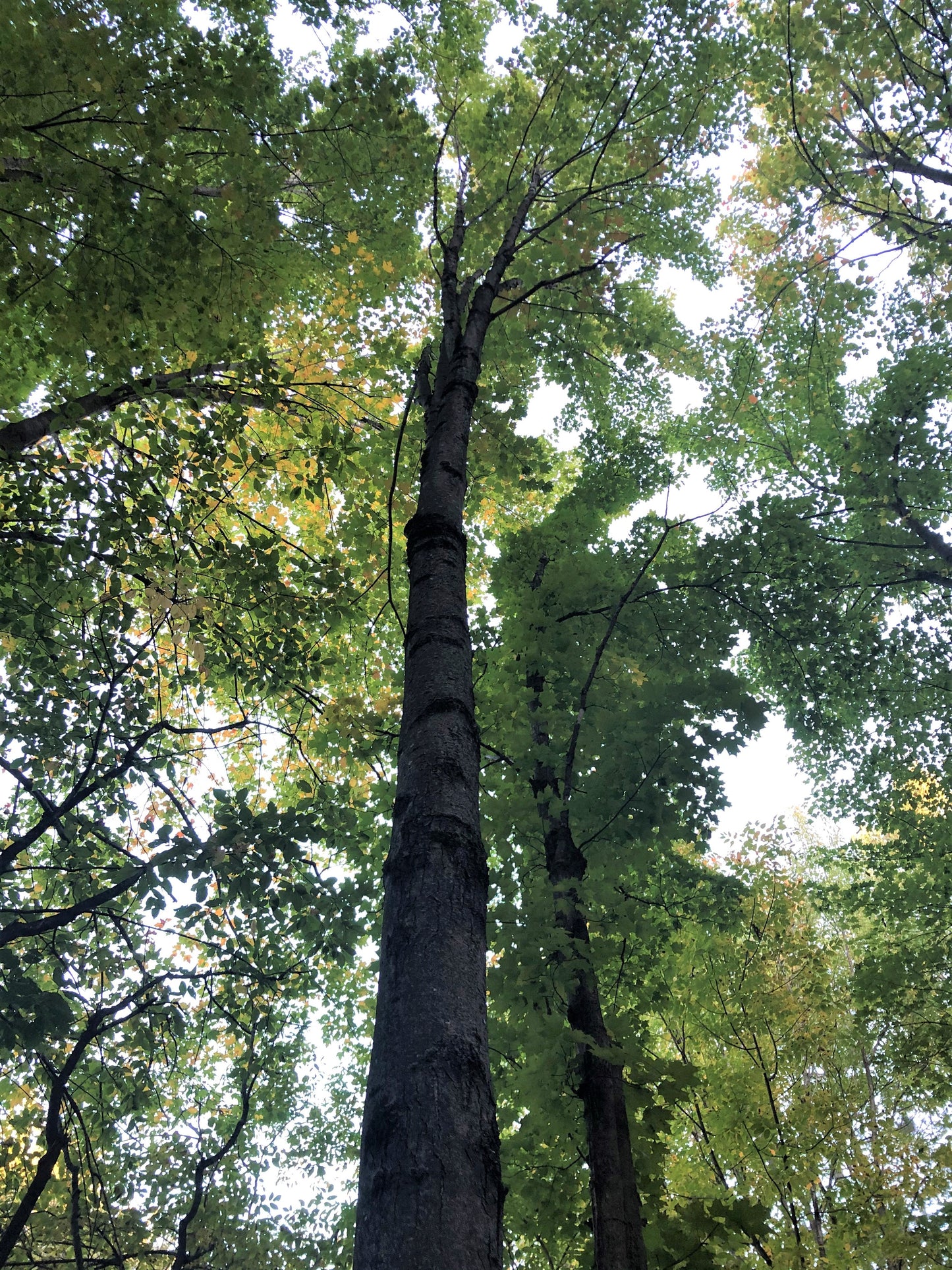 Red Maple