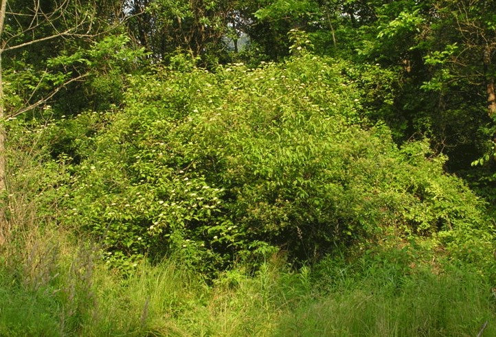 Silky Dogwood