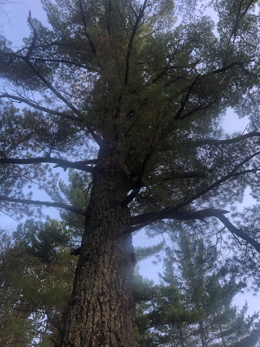 White Pine