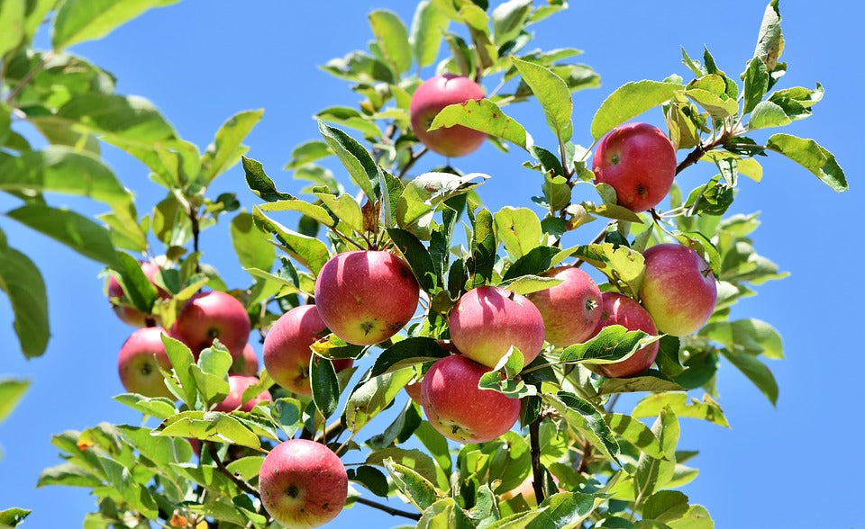 Domestic Apple