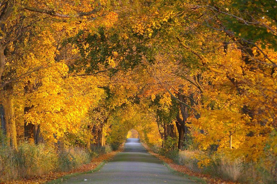 Hardwood/Wildlife Package