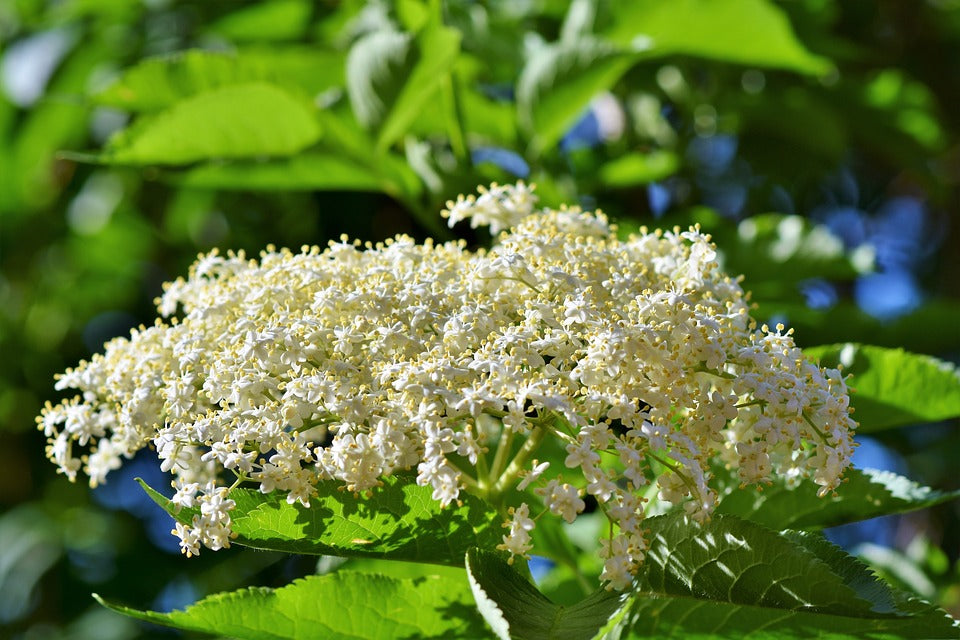 Black Elderberry