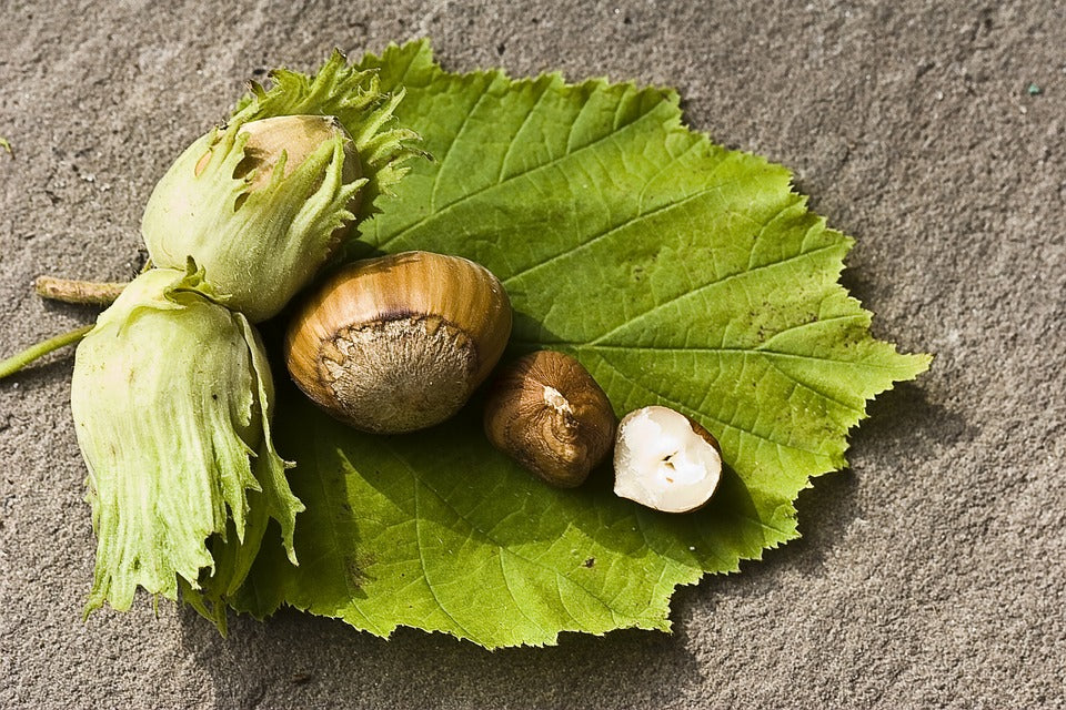American Hazelnut