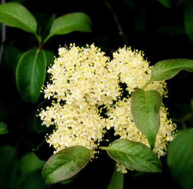 Nannyberry