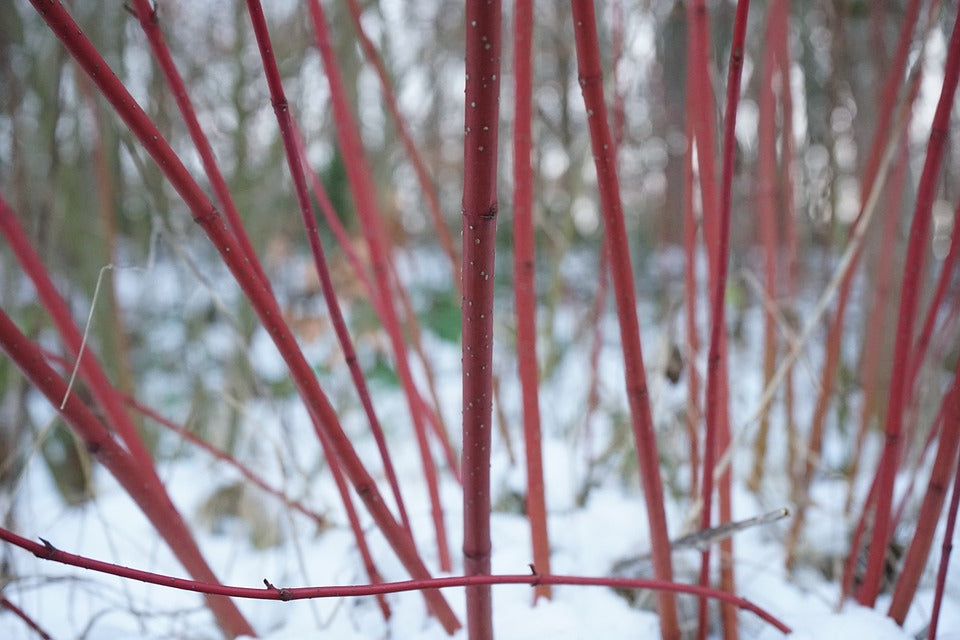 Red Osier Dogwood