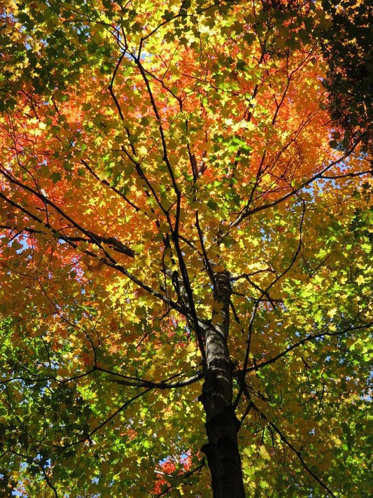 Sugar Maple
