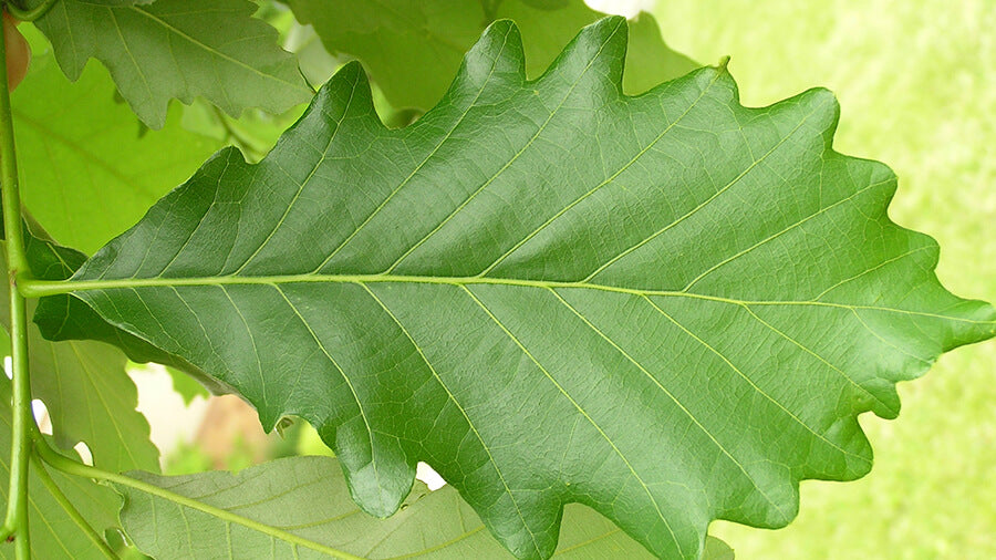 Swamp White Oak