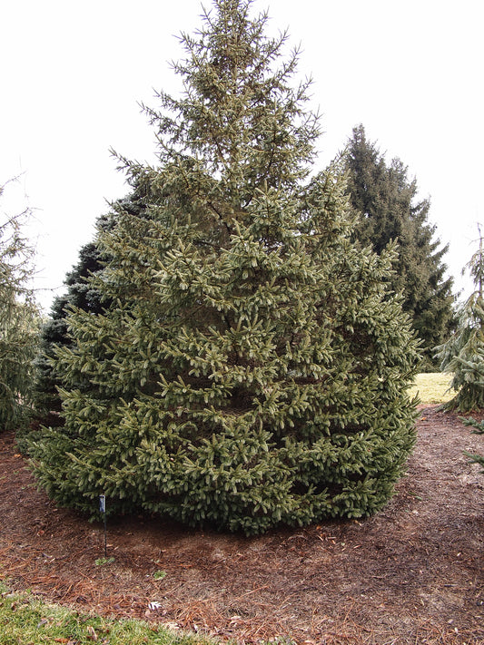 White Spruce