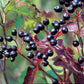 Arrowwood Viburnum