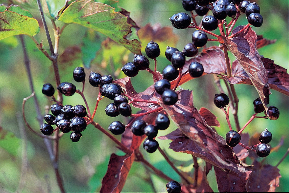 Arrowwood Viburnum