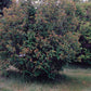 Arrowwood Viburnum