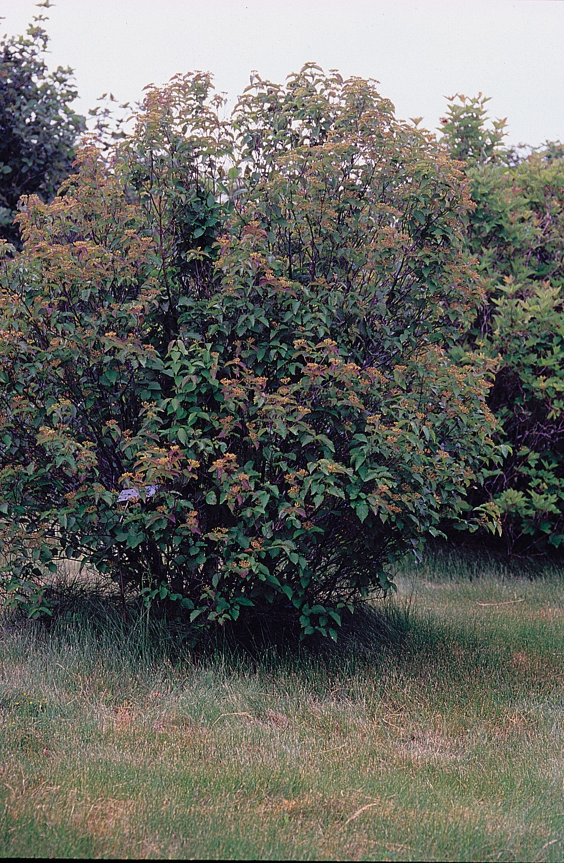 Arrowwood Viburnum