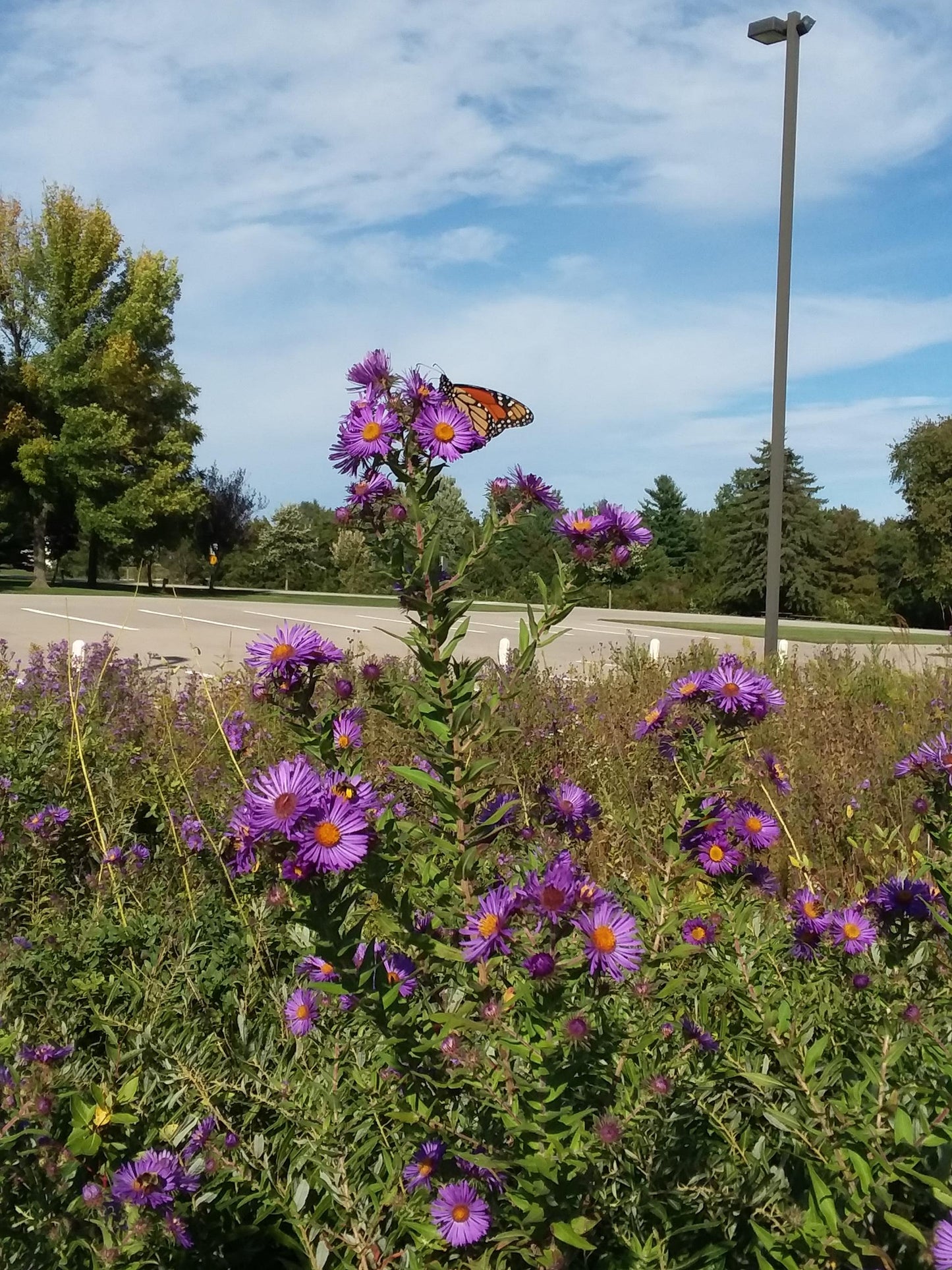 Mix B - WI Pollinator Mix for wet mesic soils