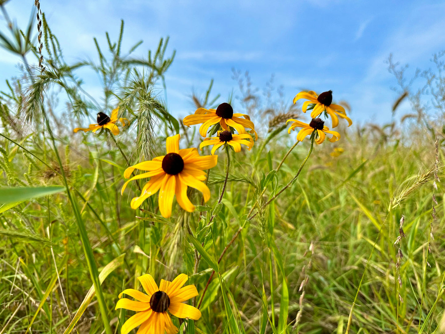 Annual Prairie Mix