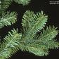 Balsam Fir