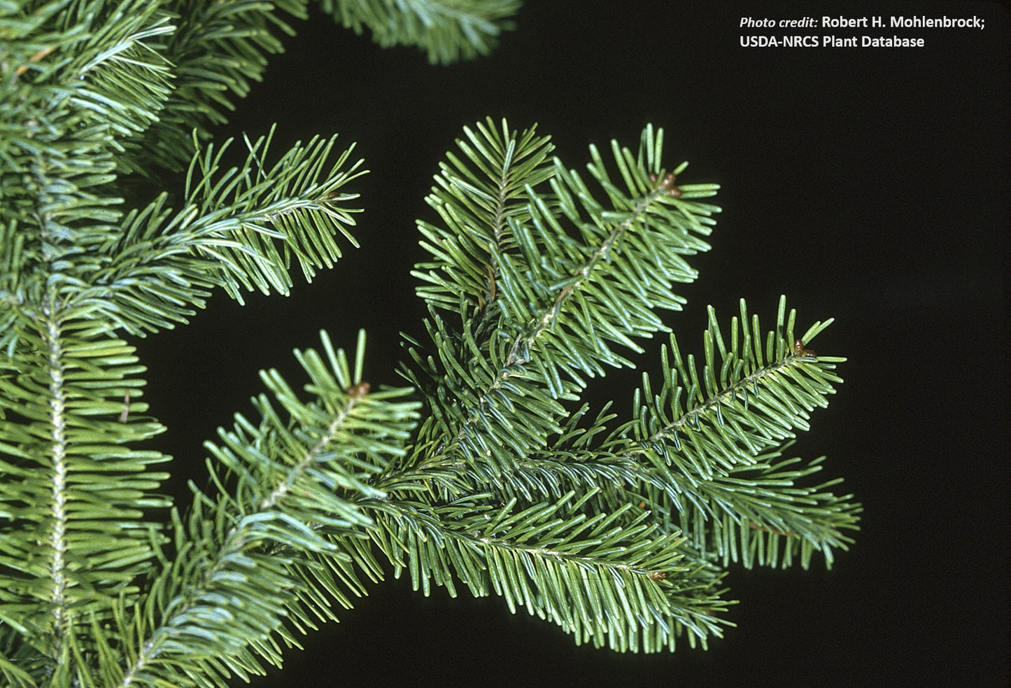 Balsam Fir