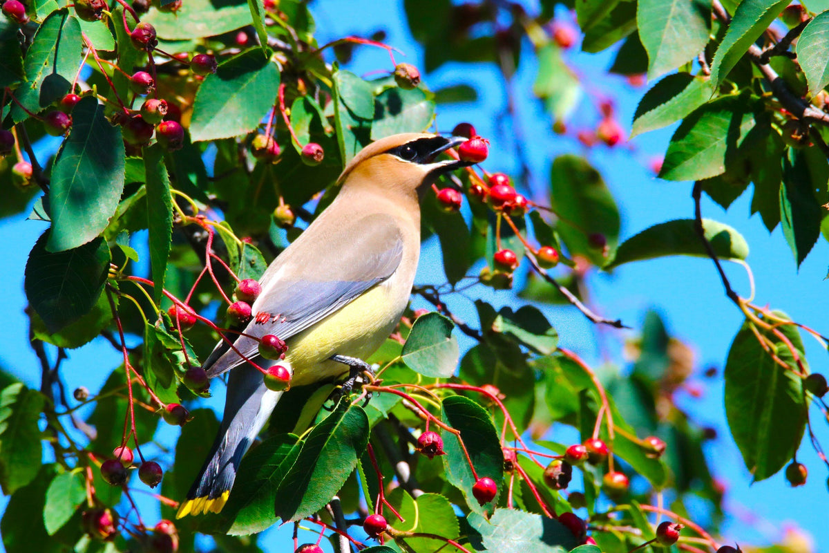Backyard Birders Pack