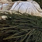 Black Spruce