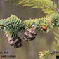 Black Spruce