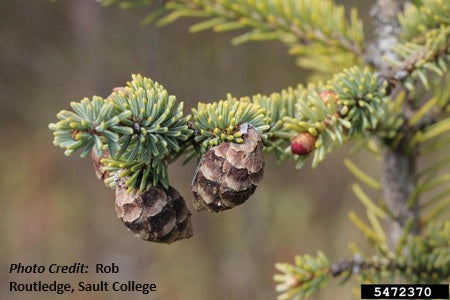 Black Spruce