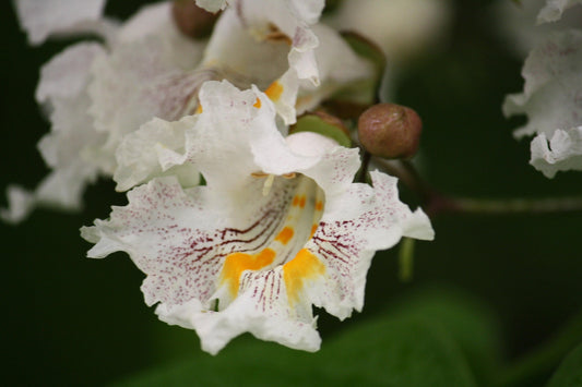 Catalpa