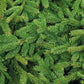 Fraser Fir