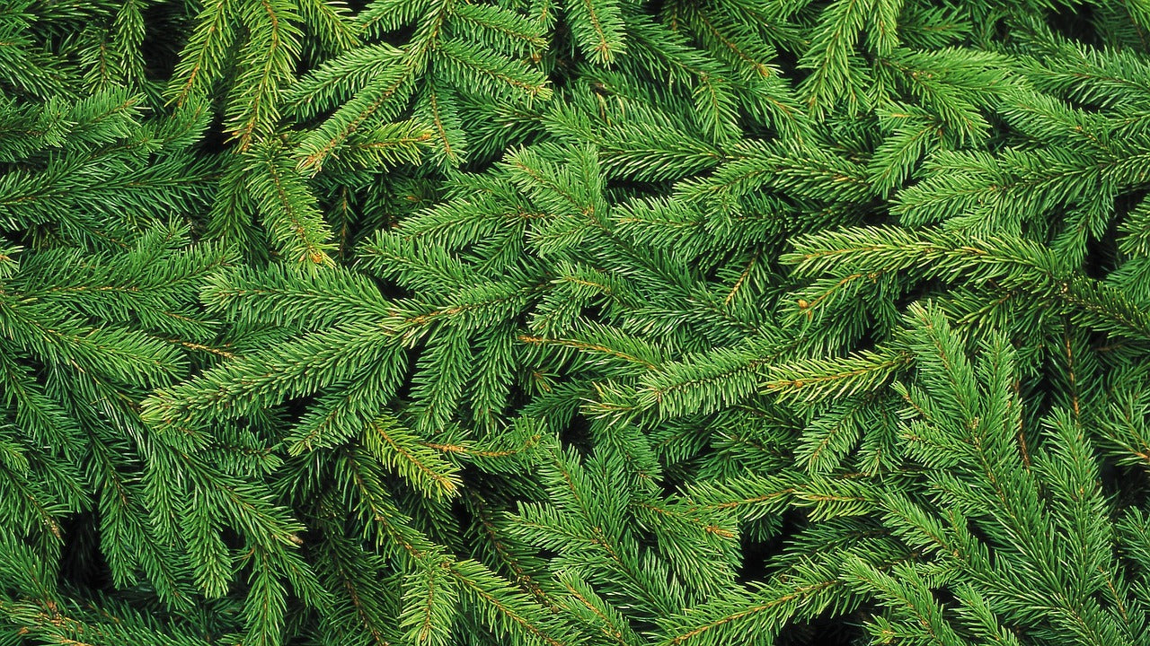 Fraser Fir