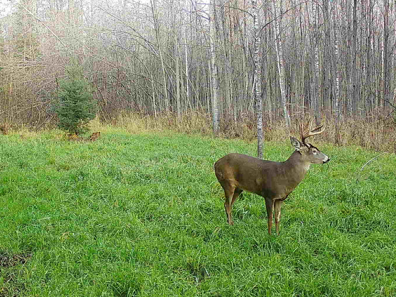 Fatal Fall Forage