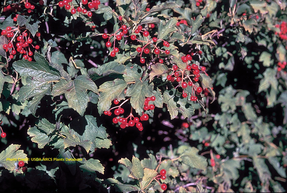 Highbush Cranberry