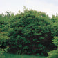 Highbush Cranberry