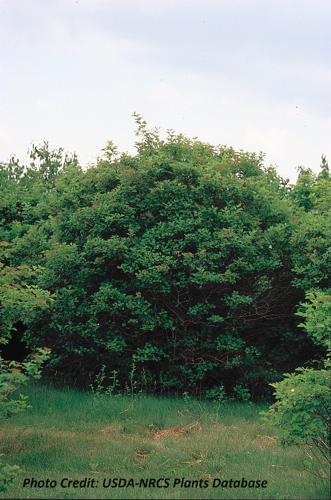 Highbush Cranberry