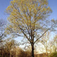 Hackberry