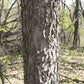 Hackberry