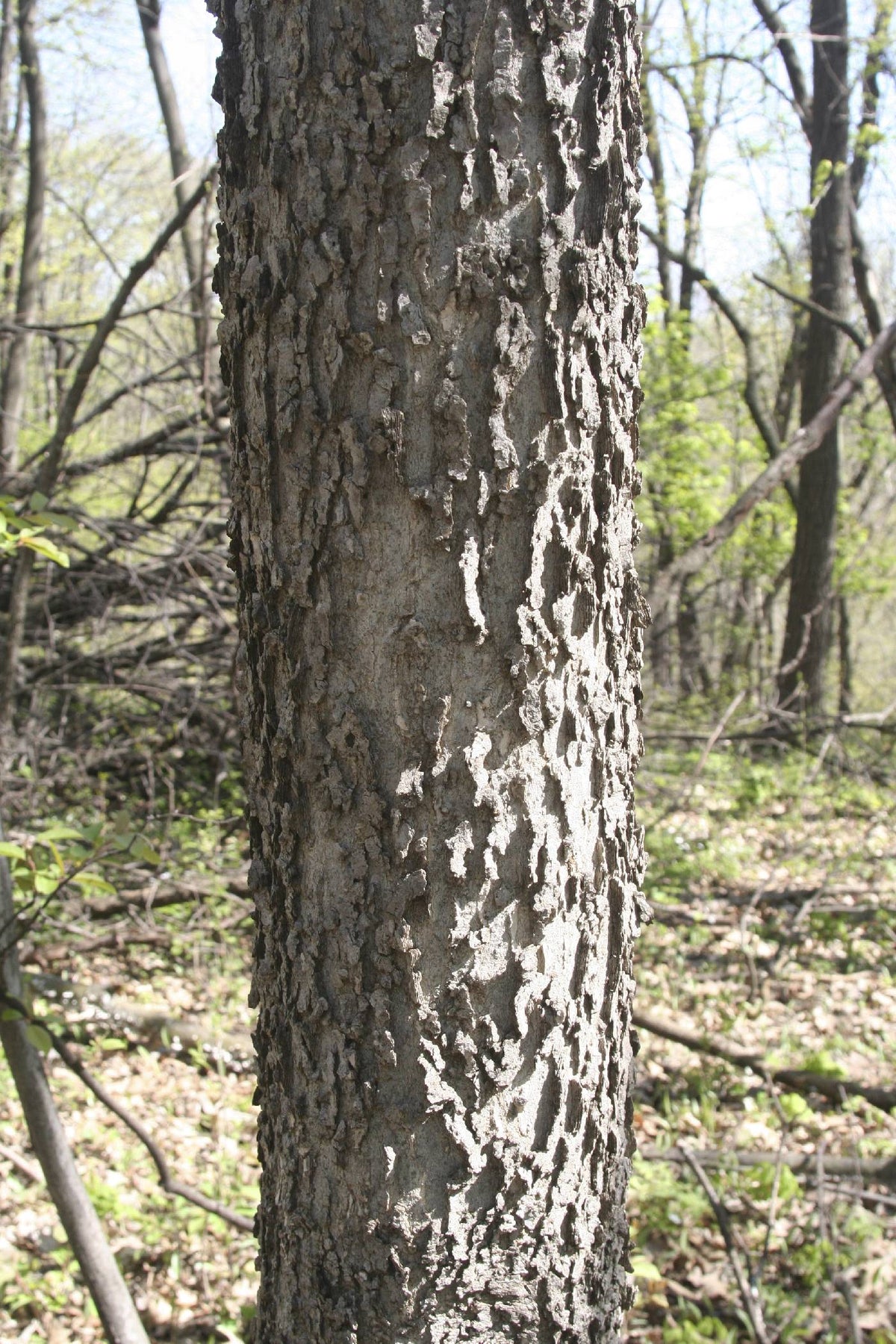 Hackberry