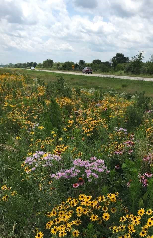 Wildflower Mix: Wet Site