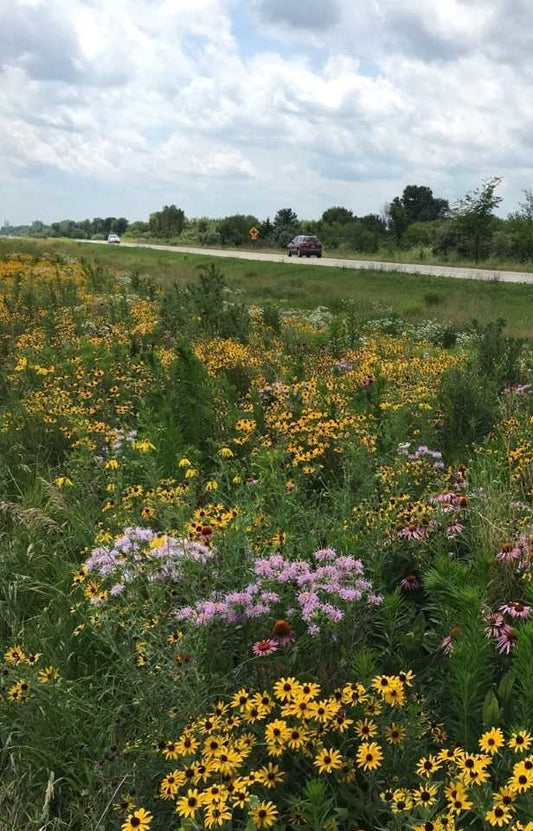 Wildflower Mix: Wet Site