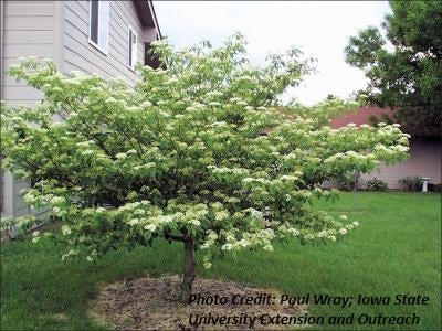 Pagoda Dogwood